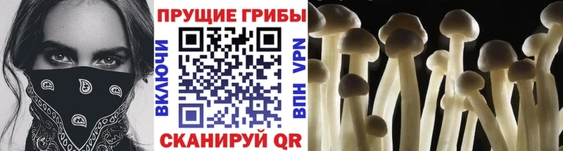 Псилоцибиновые грибы прущие грибы  цена наркотик  Навашино 